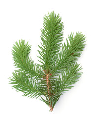 Fresh fir branch isolated on white.