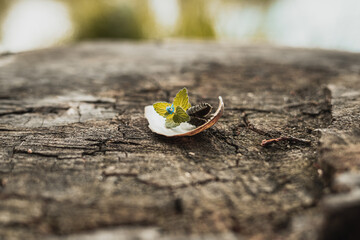 Broken Shell with little Violet on Top (Still life)