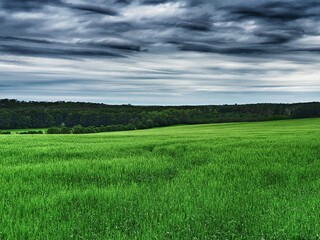 green field and blue sky