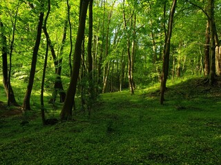 Grün Wald Natur Sonne 