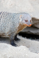 Banded Mongoose or Zebra Mongoose (in german Zebramanguste) Mungos mungo