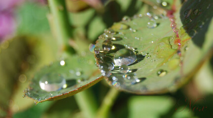 Gotas de rocío