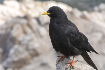 Ave negra en la cima de La tournette Alpes franceses