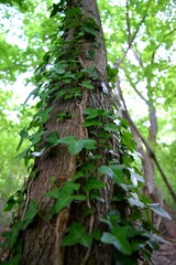 Obraz premium Baum Ranke Efeu