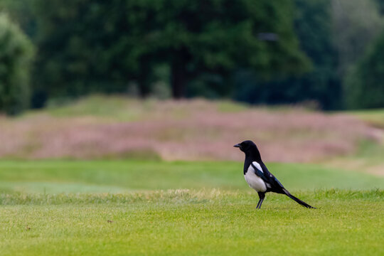 Pica pica known as Eurasian, European or common magpie in British park - London, United Kingdom
