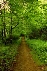 Weg Grün Wald Natur