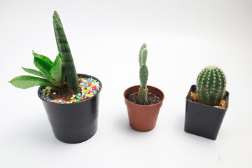 Cactus on a white background