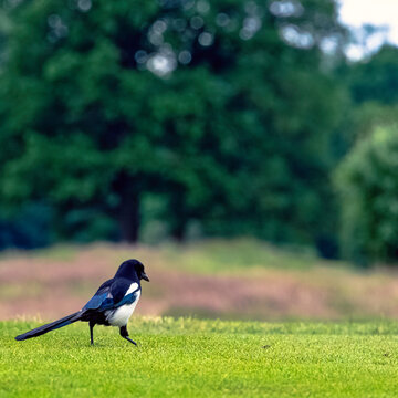 Pica pica known as Eurasian, European or common magpie in British park - London, United Kingdom