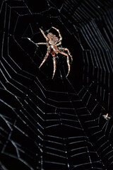 spider in the night , jungle Venezuela