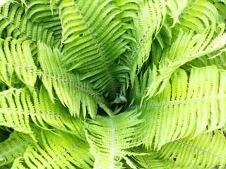 The leaves of a fern.