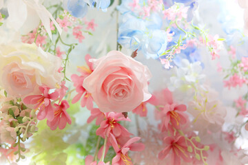 Flower rose for background,Close up rose flower.Soft focus.