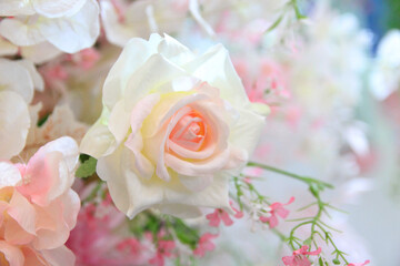Obraz na płótnie Canvas Flower rose for background,Close up rose flower.Soft focus.