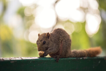 squirrel eat peanut with foliage bokeh