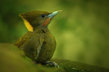 Greater yellownape (Chrysophlegma flavinucha), with beautiful green colored background. Colorful rare bird with green feather sitting on the ground in the forest. Wildlife scene from nature, China