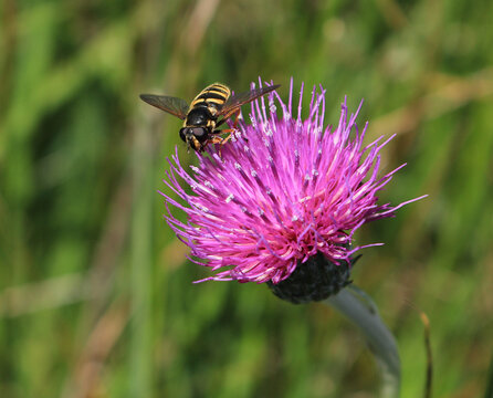 A bog Hoverfly. Scientific name Sericomyia silentis. Collecting nectar from a Meadow Thistle, botanical name Cirsium dissectum. 