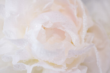 Fototapeta premium 芍薬