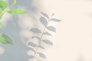 Shadow and light from sunlight of natural leaves plant tree branch on white wall. Nature blurred background.