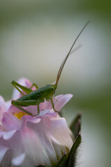 grasshopper on a flower