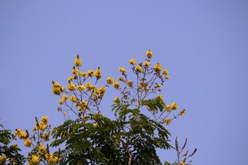 Copperpod Flowers or Yellow Flamboyant Flowers with Selective Focus and Blue Sky in Background