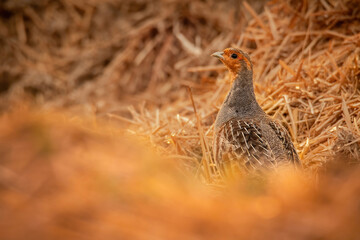 Grey partridge (Perdix perdix), with beautiful yellow coloured background. Colorful bird with grey feather sitting on the manure. Wildlife scene from nature, Czech Republic