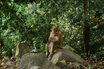 young monkey in the wild.