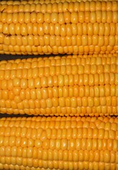 Corn or Maize Seeds Background and Wallpaper in Vertical Orientation