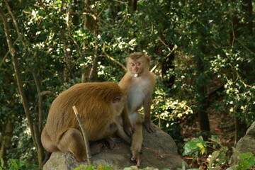 Monkey family in the wild