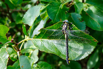 The black and yellow dragonfly sits on a leaf of an apple tree.