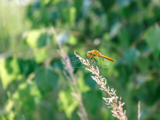 Bright dragonfly sits on a branch of a plant.