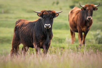 Heck cattle (Bos primigenius f. taurus), bull in a pasture in the early morning with beautiful green coloured background. Attempt to breed back the extinct aurochs (Bos primigenius), Czech Republic