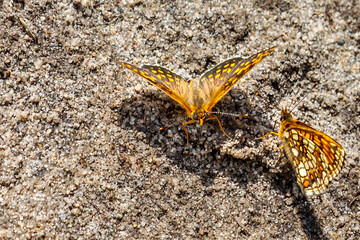 Two bright brown butterflies with a yellow pattern on the wings are sitting on the sand.