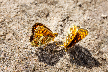 Fototapeta na wymiar Two butterflies with a beautiful yellow-orange pattern on the wings dance on the ground.