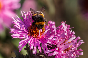 A bumblebee collects pollen on a blossoming pink flower with small petals.