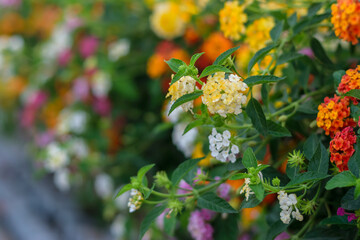 Selective focus of Beautiful Colorful Lantana camara flower in the garden. - 355905138