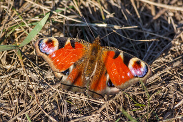 Close-up of a butterfly sitting on the ground among last year's grass.