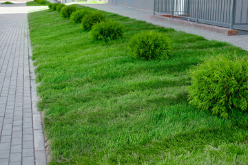 Gray paving slabs and green lawn backyard in the public park and shrub.