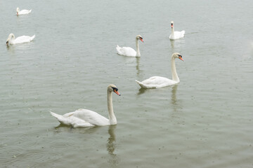 White swans on the lake at Singha park, Chiang Rai, Thailand. - 355905156