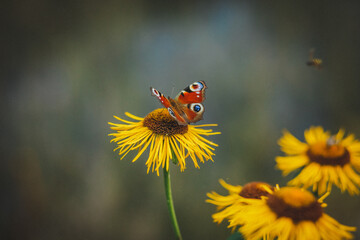 butterflie sitting on a yellow flower © Владислав Васильчук
