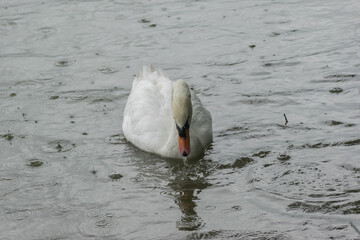 White swan on the lake with rain at Singha park, Chiang Rai, Thailand. - 355905158