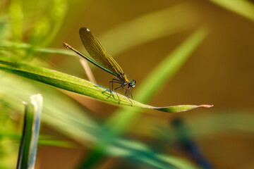 A brightly lit golden green dragonfly sits on a single narrow leaf of reeds.