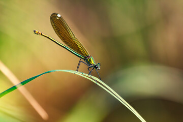 A golden-green dragonfly sits on a thin sheet of river reeds.