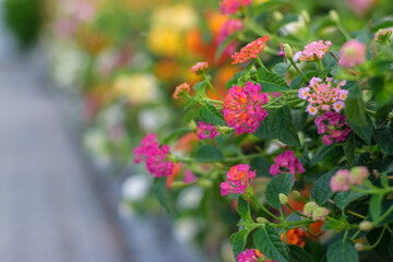 Selective focus of Beautiful Colorful Lantana camara flower in the garden,Thailand. - 355905173