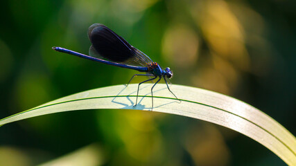 Close-up of a bright blue river dragonfly on a green leaf.