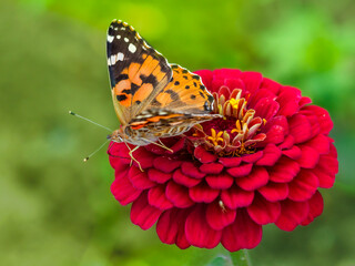 Close-up of a butterfly sitting on a beautiful bright red zinnia flower.