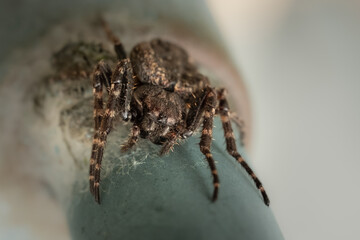 Large garden spider close up showing eyes and fangs