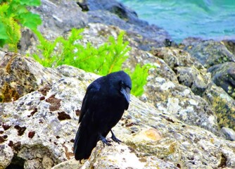 Corbeau en tristesse .