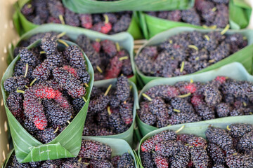 Selective focus of healthy mulberry fruit food ,mulberry in Thailand. - 355905764