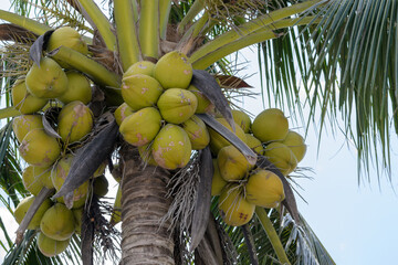 fresh coconuts in the bunch at coconut tree. - 355905794