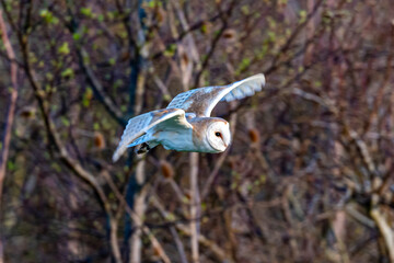Barn owl (Tyto alba) hunting at sunset in England