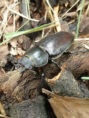 stag beetle on the tree